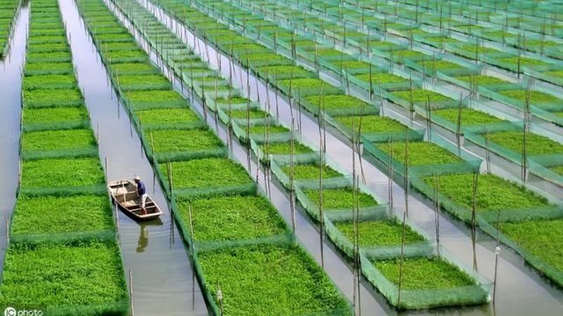 智慧灌溉系统标准规范：引领现代农业发展新篇章