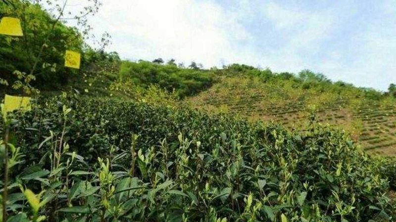 粮食种植高产的关键：田间管理步骤全解析