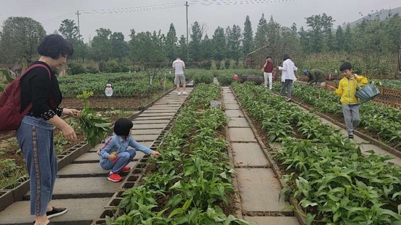无土栽培营养液，如何科学配制？**