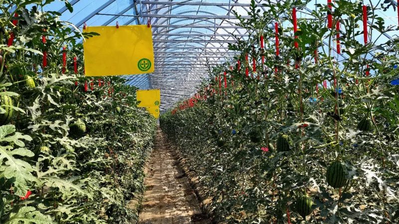 蔬菜大棚智慧化改造：流程揭秘与关键要点