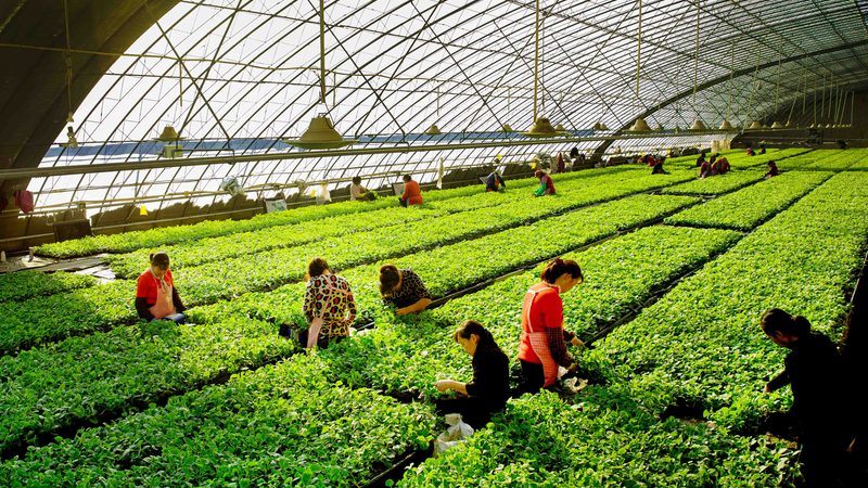 在进行绿色食品认证之前，首先需要满足一些基本条件。这些条件包括但不限于：