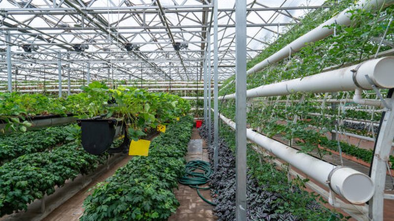 种植培训，掌握新技能的“黄金时间