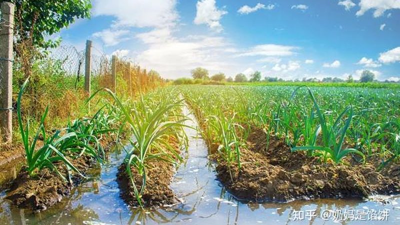绿色食品公司如何甄别，四大关键点揭秘**