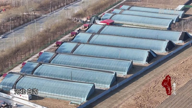 杨梅种植基地：如何选择优质批发采购源**