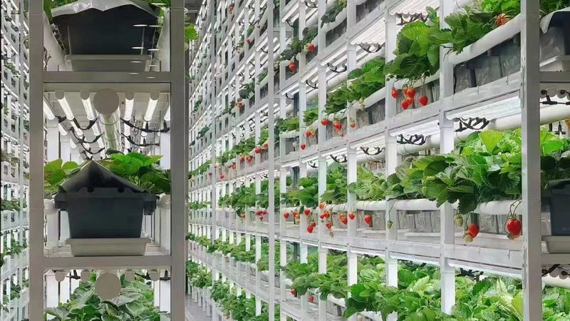 有机蔬菜，宝宝餐桌上的绿色守护