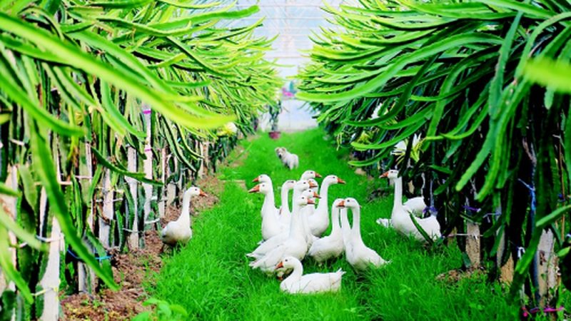 粮食种植种子成本一亩多少钱